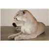Image 9 : Life-sized Laying MOUNTAIN LION or COUGAR with All its Claws