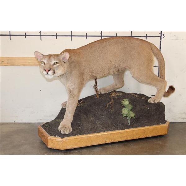 Life-sized MOUNTAIN LION or COUGAR on a Wood Base with Wheels