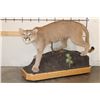 Image 1 : Life-sized MOUNTAIN LION or COUGAR on a Wood Base with Wheels