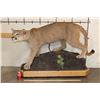Image 2 : Life-sized MOUNTAIN LION or COUGAR on a Wood Base with Wheels
