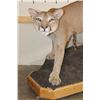 Image 3 : Life-sized MOUNTAIN LION or COUGAR on a Wood Base with Wheels