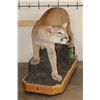 Image 4 : Life-sized MOUNTAIN LION or COUGAR on a Wood Base with Wheels