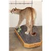 Image 5 : Life-sized MOUNTAIN LION or COUGAR on a Wood Base with Wheels