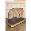 Image 6 : Life-sized MOUNTAIN LION or COUGAR on a Wood Base with Wheels