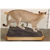 Image 8 : Life-sized MOUNTAIN LION or COUGAR on a Wood Base with Wheels