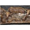 Image 7 : XXL 8' 10" Long Original Leadwood Carving of 3 CAPE BUFFALO and 4 WILDEBEEST by artist Robert Nzali