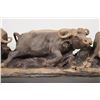 Image 12 : 6' Long Original Hand-carved Leadwood CAPE BUFFALO Heard Sculpture by artist Mandla Khumalo