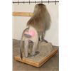 Image 10 : *Rarely Seen* Life-sized HAMADRYAS BABOON on a Wood Base