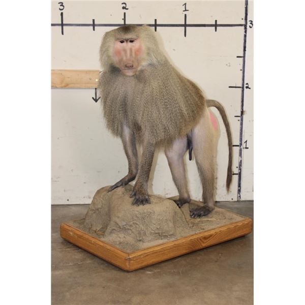 *Rarely Seen* Life-sized HAMADRYAS BABOON on a Wood Base