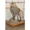 Image 1 : *Rarely Seen* Life-sized HAMADRYAS BABOON on a Wood Base