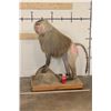 Image 2 : *Rarely Seen* Life-sized HAMADRYAS BABOON on a Wood Base