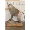 Image 3 : *Rarely Seen* Life-sized HAMADRYAS BABOON on a Wood Base