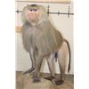 Image 4 : *Rarely Seen* Life-sized HAMADRYAS BABOON on a Wood Base