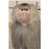Image 5 : *Rarely Seen* Life-sized HAMADRYAS BABOON on a Wood Base