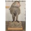Image 6 : *Rarely Seen* Life-sized HAMADRYAS BABOON on a Wood Base