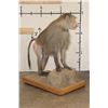 Image 7 : *Rarely Seen* Life-sized HAMADRYAS BABOON on a Wood Base