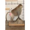 Image 8 : *Rarely Seen* Life-sized HAMADRYAS BABOON on a Wood Base