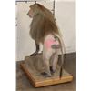 Image 9 : *Rarely Seen* Life-sized HAMADRYAS BABOON on a Wood Base
