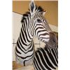 Image 4 : Beautiful Double ZEBRA Pedestal Mount
