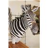 Image 7 : Beautiful Double ZEBRA Pedestal Mount