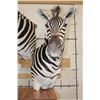 Image 8 : Beautiful Double ZEBRA Pedestal Mount