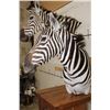 Image 9 : Beautiful Double ZEBRA Pedestal Mount