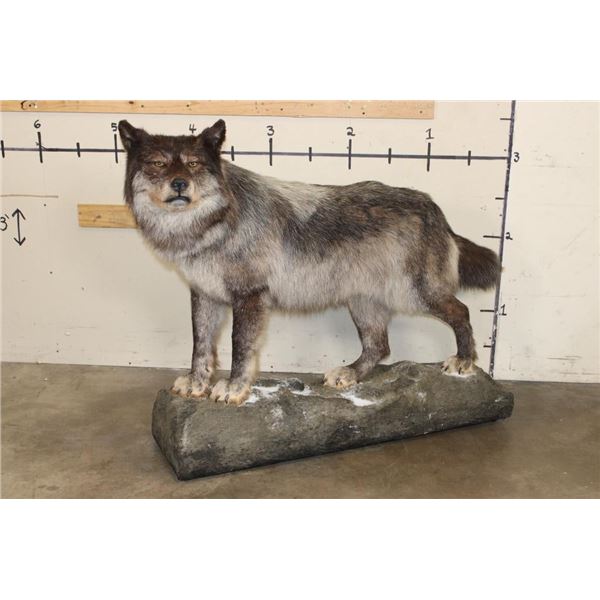XXL Life-sized TIMBERWOLF on a simulated Snowy Rock Base