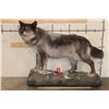 Image 2 : XXL Life-sized TIMBERWOLF on a simulated Snowy Rock Base