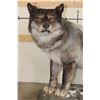 Image 3 : XXL Life-sized TIMBERWOLF on a simulated Snowy Rock Base