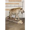 Image 13 : Life-sized Spotted HYENA with his Life-sized STEENBOK Kill