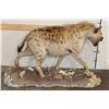 Image 14 : Life-sized Spotted HYENA with his Life-sized STEENBOK Kill