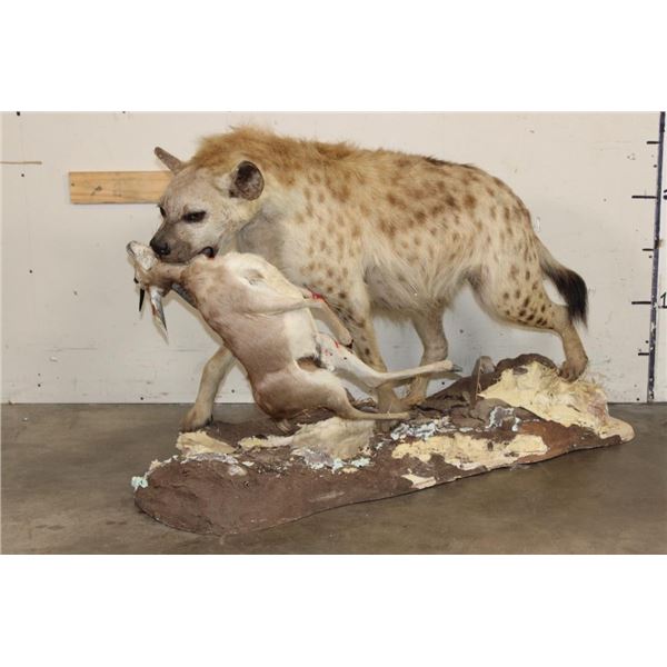 Life-sized Spotted HYENA with his Life-sized STEENBOK Kill