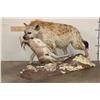 Image 1 : Life-sized Spotted HYENA with his Life-sized STEENBOK Kill