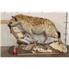 Image 2 : Life-sized Spotted HYENA with his Life-sized STEENBOK Kill