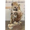 Image 3 : Life-sized Spotted HYENA with his Life-sized STEENBOK Kill