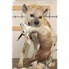 Image 4 : Life-sized Spotted HYENA with his Life-sized STEENBOK Kill