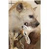 Image 5 : Life-sized Spotted HYENA with his Life-sized STEENBOK Kill