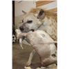 Image 6 : Life-sized Spotted HYENA with his Life-sized STEENBOK Kill