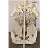 Image 11 : XL HIPPOPOTAMUS Skull with *Real Ivory* Teeth