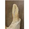 Image 12 : XL HIPPOPOTAMUS Skull with *Real Ivory* Teeth