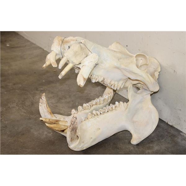 XL HIPPOPOTAMUS Skull with *Real Ivory* Teeth