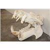 Image 1 : XL HIPPOPOTAMUS Skull with *Real Ivory* Teeth