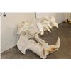 Image 5 : XL HIPPOPOTAMUS Skull with *Real Ivory* Teeth
