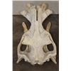 Image 8 : XL HIPPOPOTAMUS Skull with *Real Ivory* Teeth