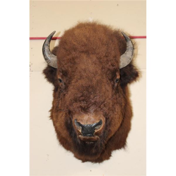 XL BUFFALO or BISON Shoulder Mount