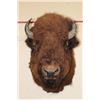 Image 1 : XL BUFFALO or BISON Shoulder Mount