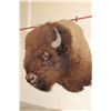 Image 2 : XL BUFFALO or BISON Shoulder Mount