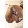 Image 3 : XL BUFFALO or BISON Shoulder Mount
