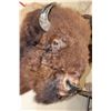 Image 4 : XL BUFFALO or BISON Shoulder Mount