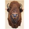 Image 5 : XL BUFFALO or BISON Shoulder Mount